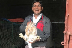 rabbit02