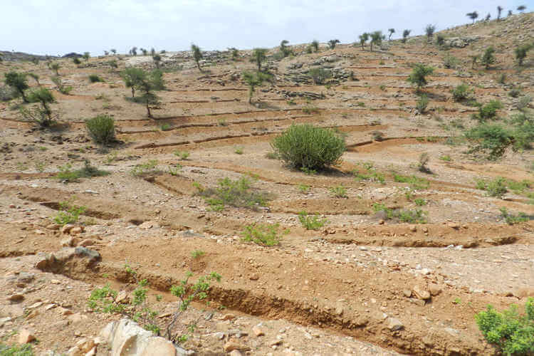 Pasture Land Development