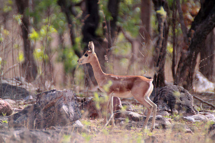 wildlife sancuary in rajasthan