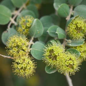 20 Indrok Indradhonk Anogeissus sericea var. Nummularia