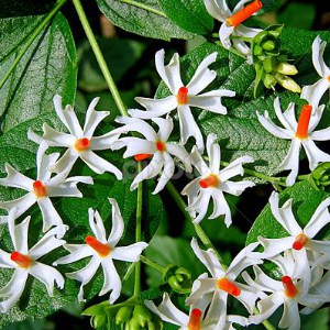9.harsingar