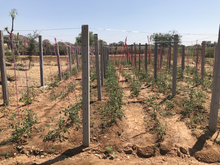 introduction_of_Vegetable_cultivation_with_Trellies_technique__in_watershed_area_ (1)